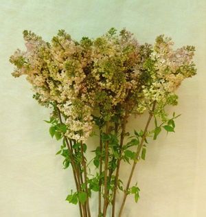 LILAS HY MAIDEN'S BLU 90